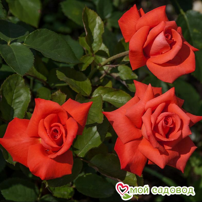 Роза чайно-гибридная Корвет