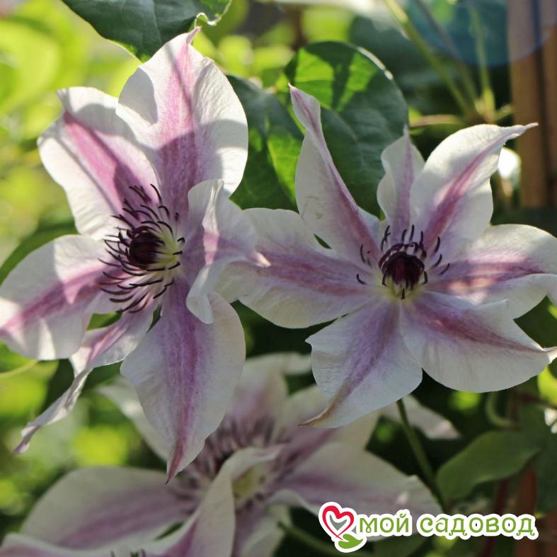 Клематис Бест Вишес ЗКС